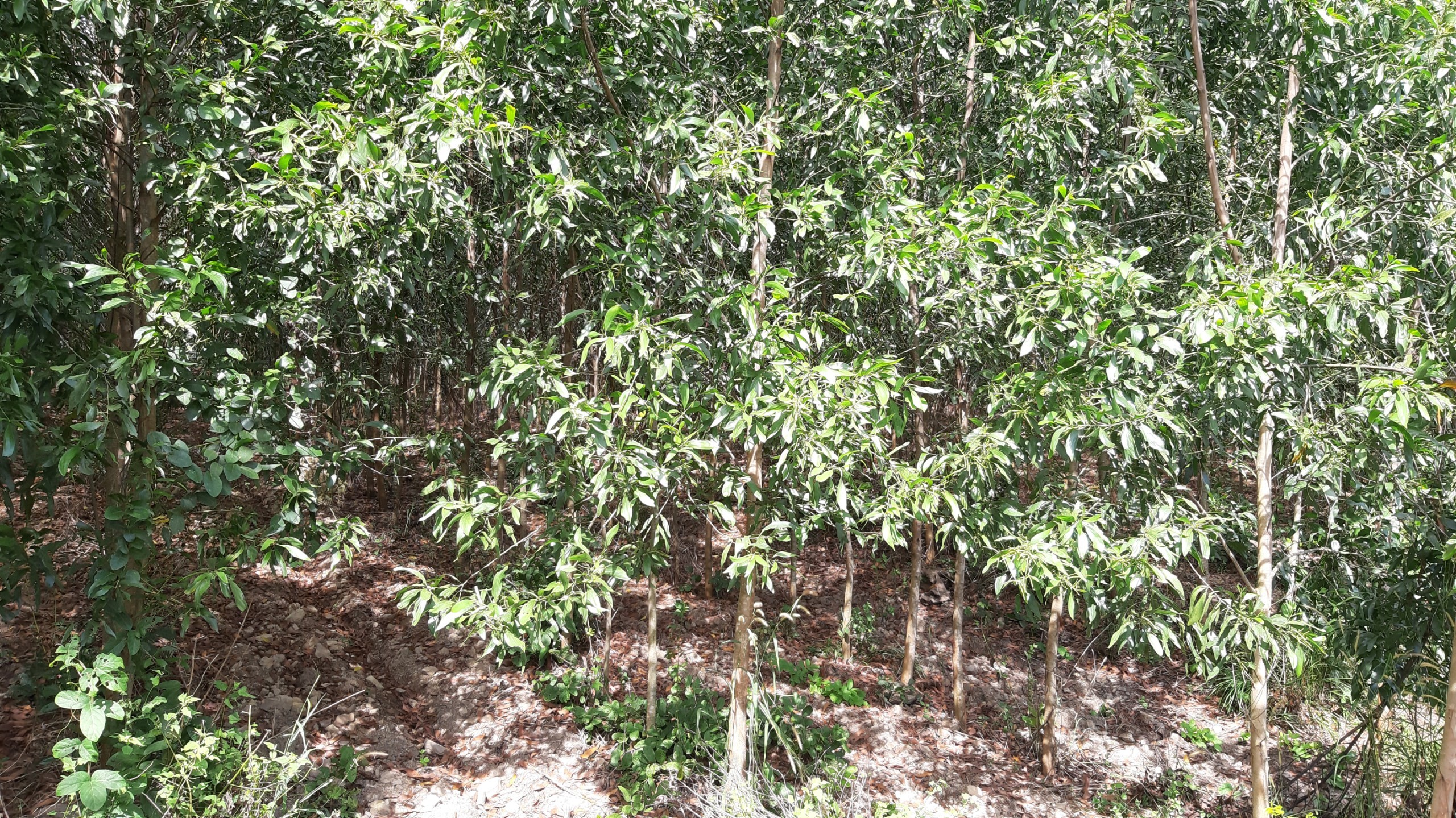 Cần chuyển nhượng dự án đất trồng rừng, trồng cây công nghiệp ở huyện Hàm Thuận Nam