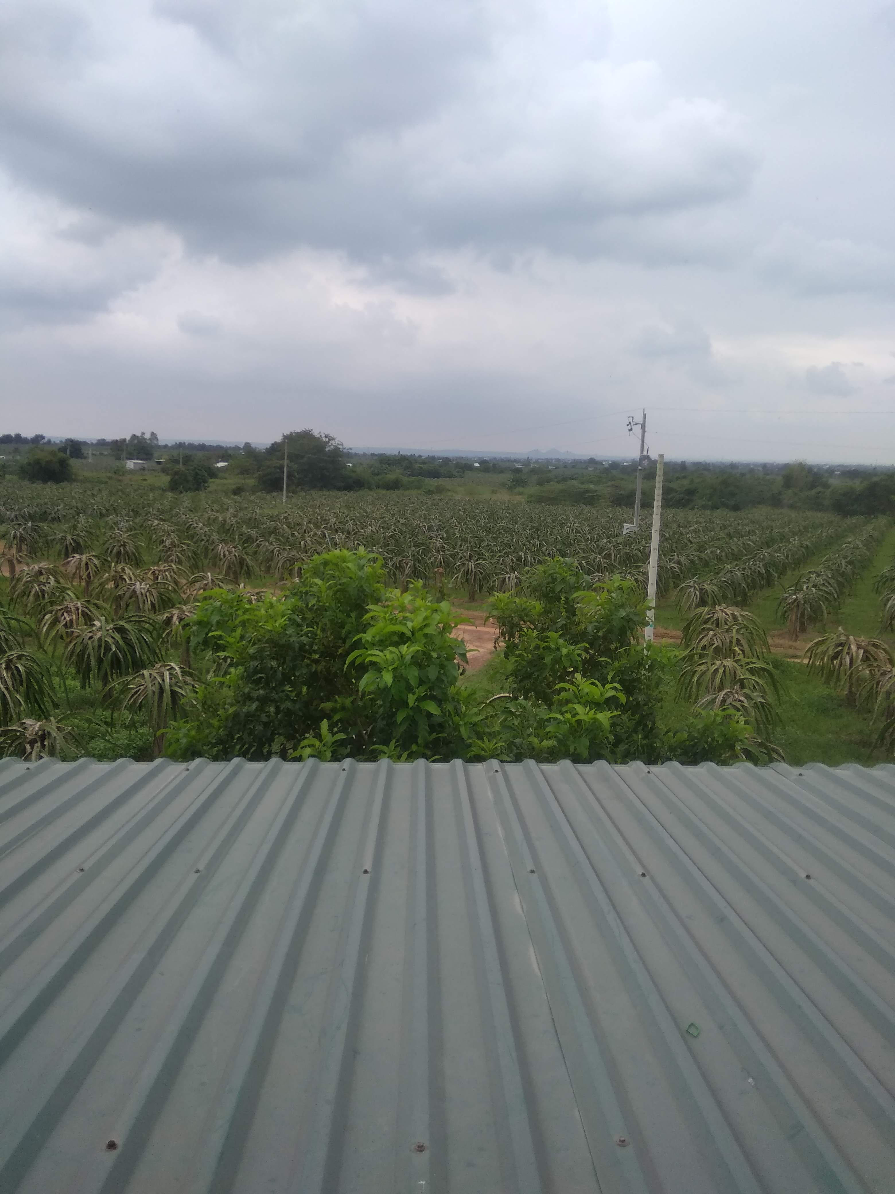 GIA CHỦ CẦN RA NHANH  10HA ĐẤT CÓ  SẴN 8000 TRỤ THANH LONG GẦN DỰ ÁN CAO TỐC PHAN THIẾT- DẦU GIÂY 
