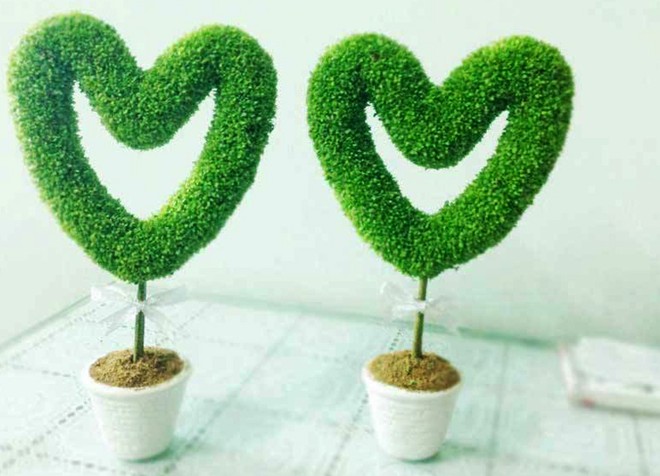 CHẬU HOA TRÁI TIM GIEO TỪ HẠT THANH LONG