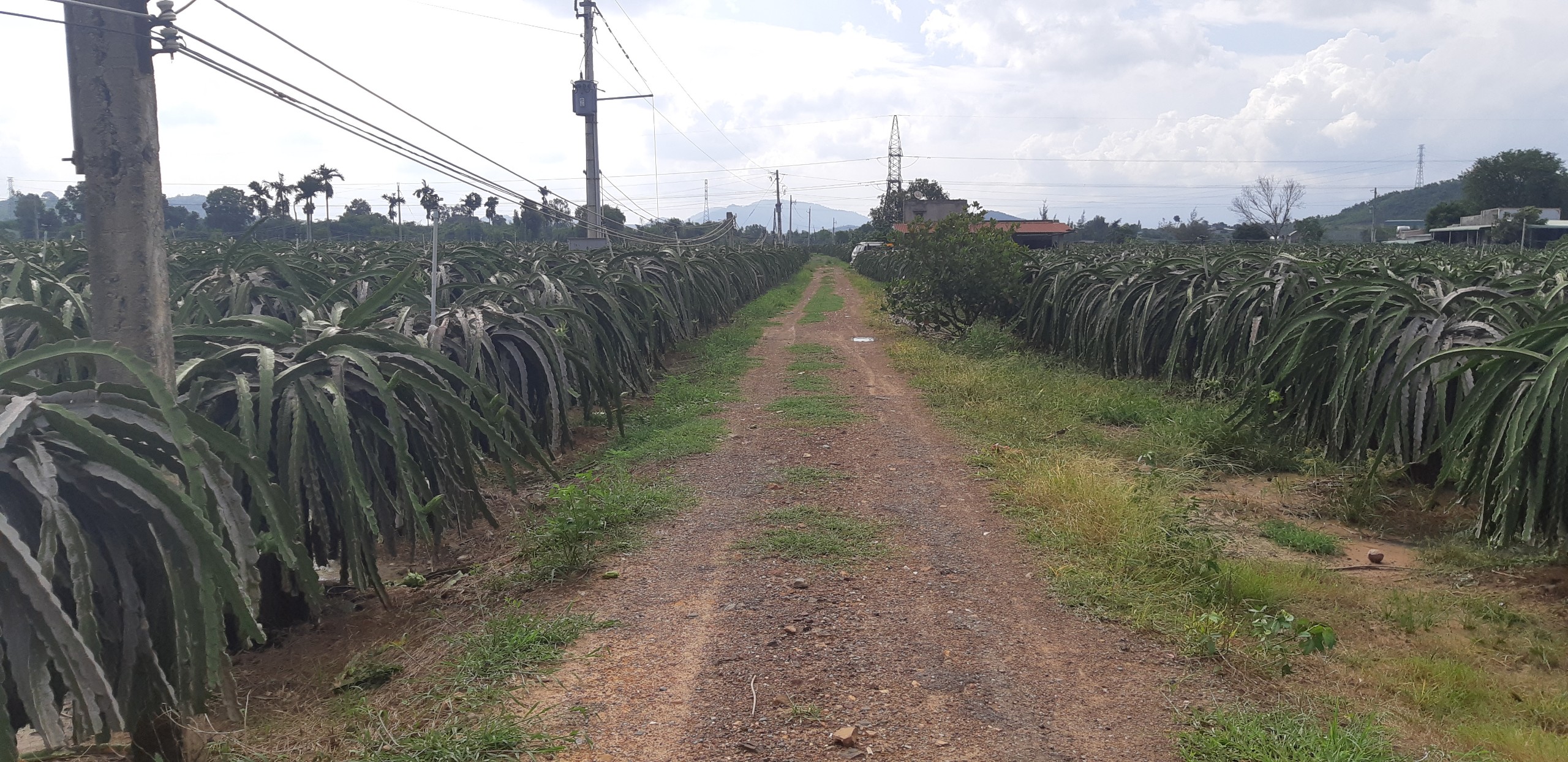 Bán 3ha đất mặt tiền QL1A km20, Hàm Minh
