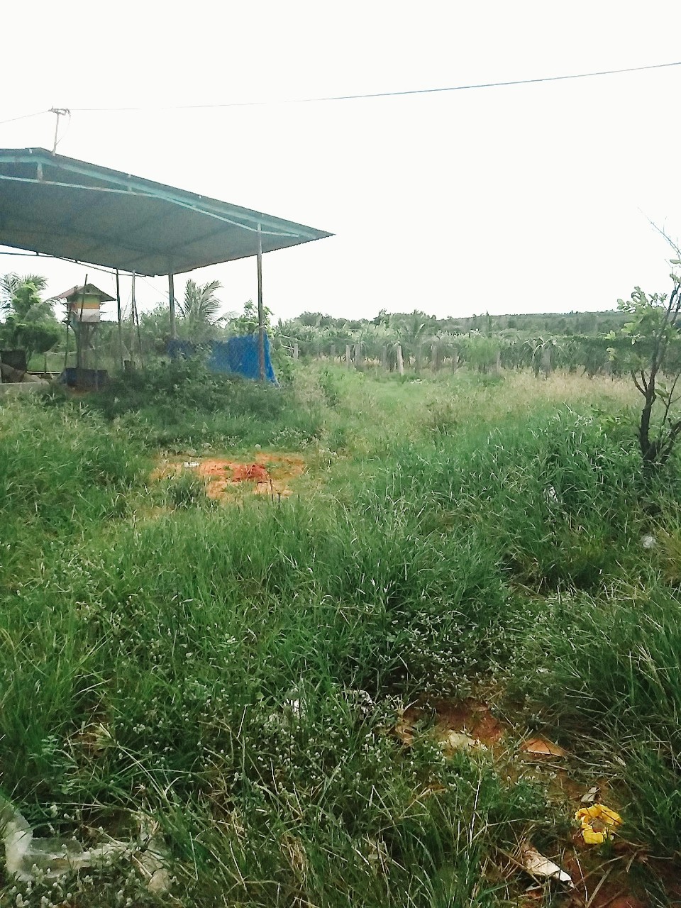 Bán đất có nhà cấp 4, có vườn dừa, có chuồng chăn nuôi tại km 15