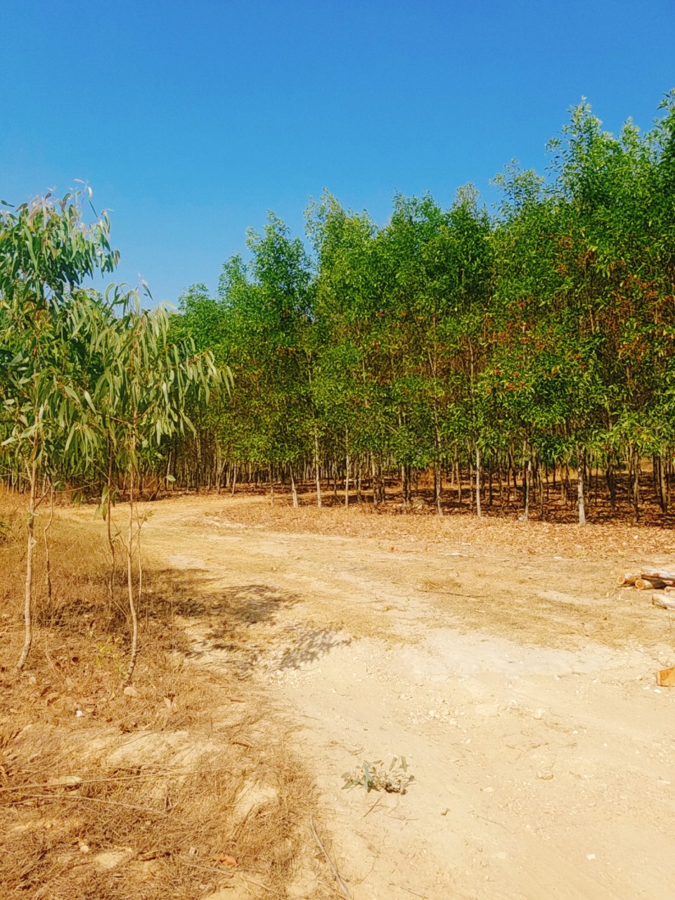 Bán 40ha Đất Đường Bãi Rác Km32, Hàm Thuận Nam, Bình Thuận
