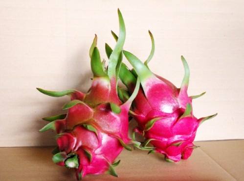 YẾU TỐ NÀO QUYẾT ĐỊNH TỚI MÀU ĐỎ CỦA TRÁI THANH LONG ?